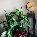 فندق مبيت وإفطار Juniper Bay بورتوسكوسو