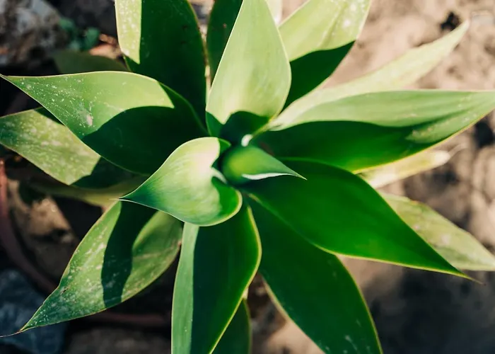 Bed & Breakfast Juniper Bay