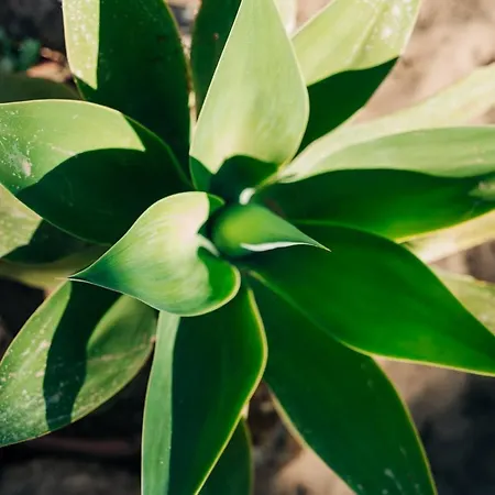 Bed & Breakfast Juniper Bay